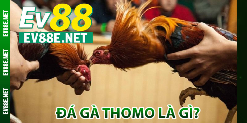 Đá gà Thomo là gì?