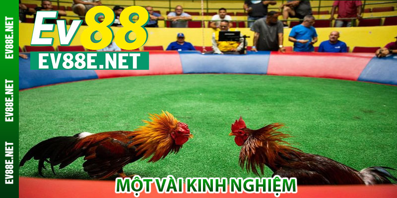 Một vài kinh nghiệm khi chơi đá gà Thomo tại Ev88