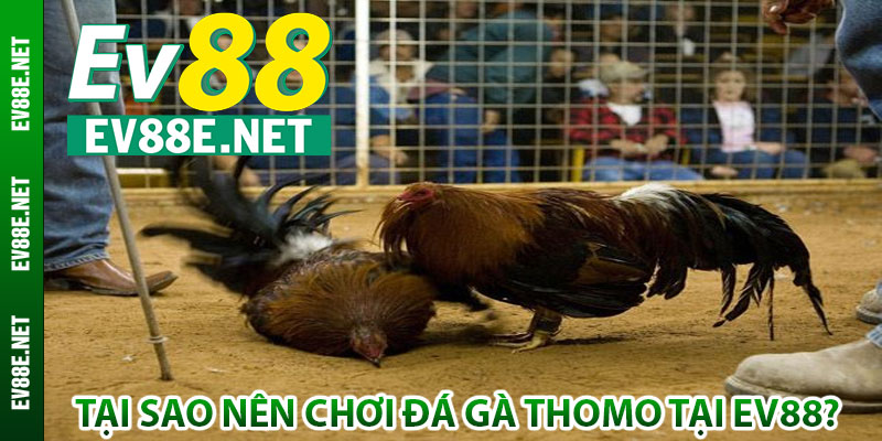 Tại sao nên chơi đá gà Thomo tại Ev88?